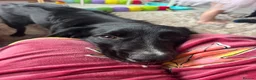 Mixed Breed dogs for sale: Rocky  - Advert 1