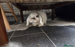 Mini Lop rabbits for sale: Snowflake  - Image 2