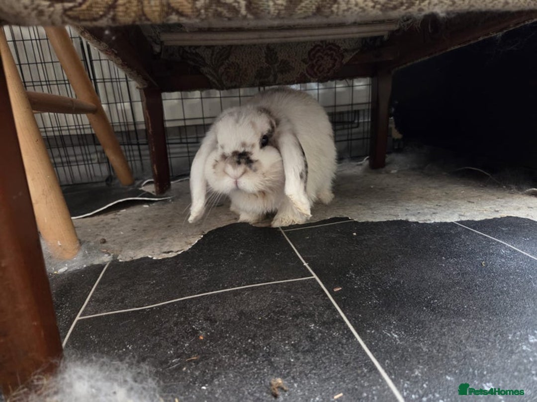 Mini Lop rabbits for sale: Snowflake  - Image 2