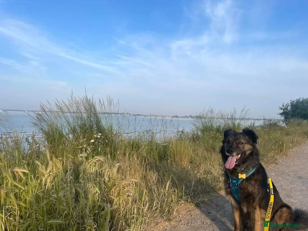 Mixed Breed dogs for adoption: Meet Lenny, currently residing in Southsea in Southsea - Advert 9