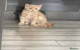 British Shorthair cats for sale: GCCF ACTIVE BRITISH SHORTHAIR MALE KITTENS - Image 7
