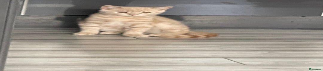 British Shorthair Kitten 2