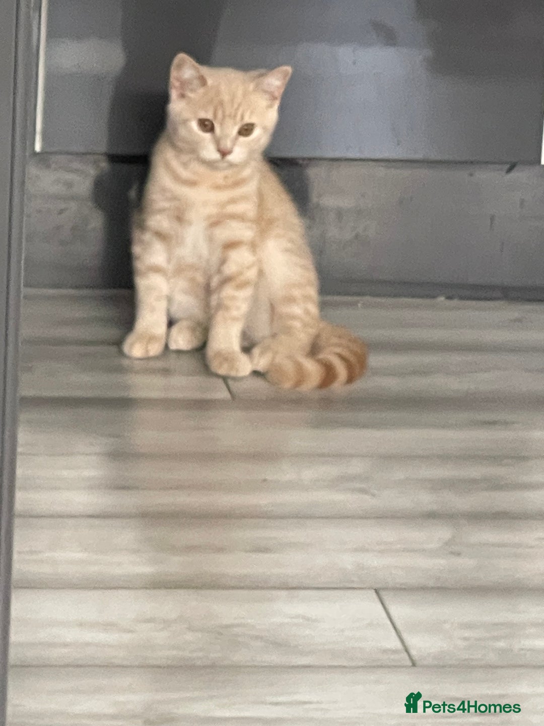 British Shorthair cats for sale: GCCF ACTIVE BRITISH SHORTHAIR MALE KITTENS - Image 7