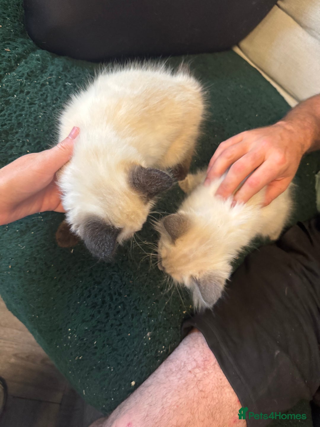 Ragdoll cats for sale: Reduced! Ragdoll kittens ready for new homes now!  - Image 7
