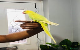 Ringnecks birds for sale: Beautiful coloured ringneck parrots for sale. - Image 14