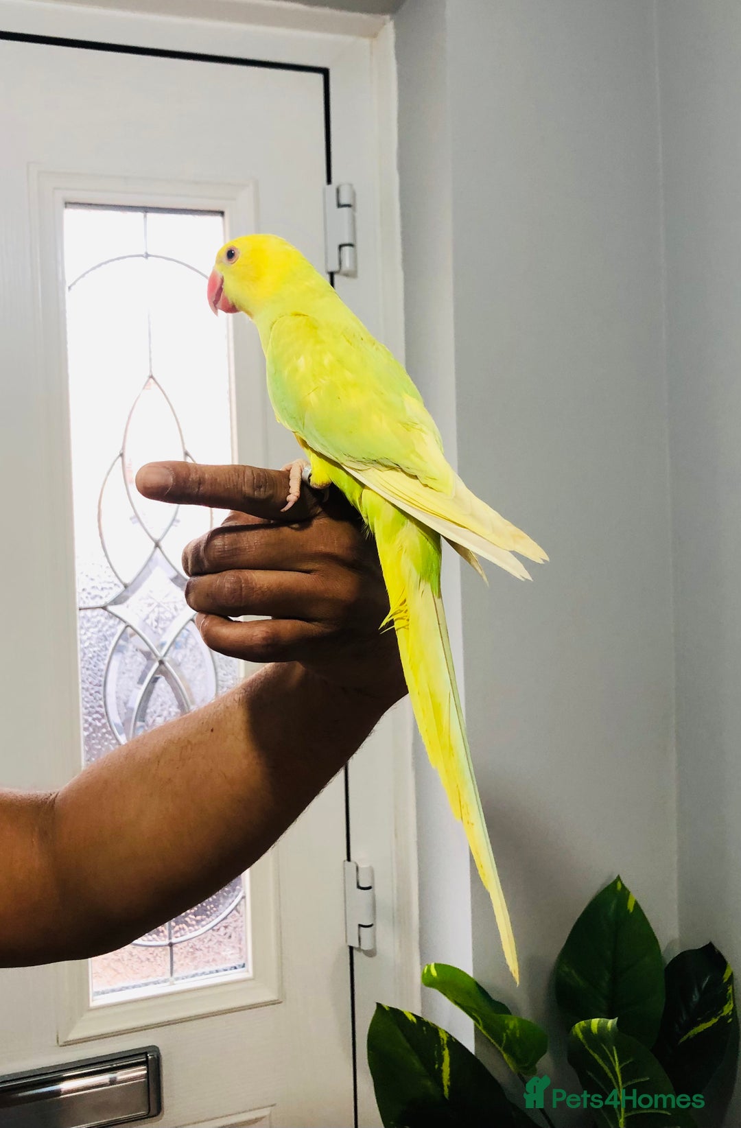 Ringnecks birds for sale: Beautiful coloured ringneck parrots for sale. - Image 14