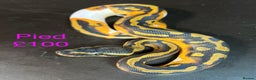 Python Snake reptiles for sale: Ball/royal pythons  - Advert 4