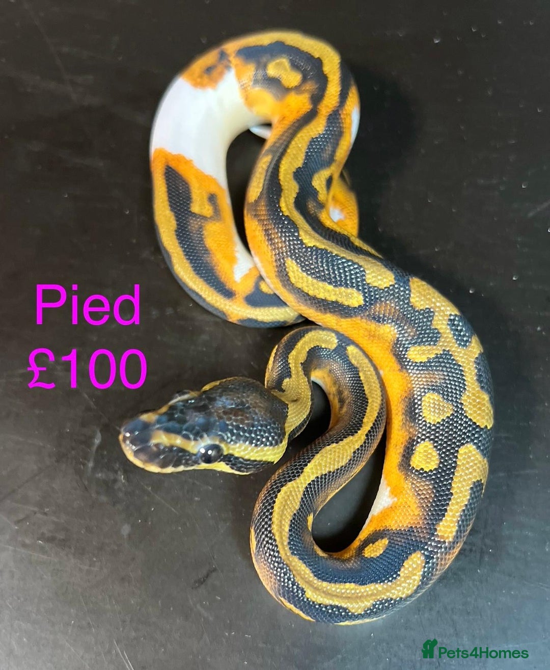 Python Snake reptiles for sale: Ball/royal pythons  - Image 4