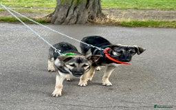 Mixed Breed dogs for sale: Belgian X Collie, 4 beautiful girls, 6 months old  - Image 4