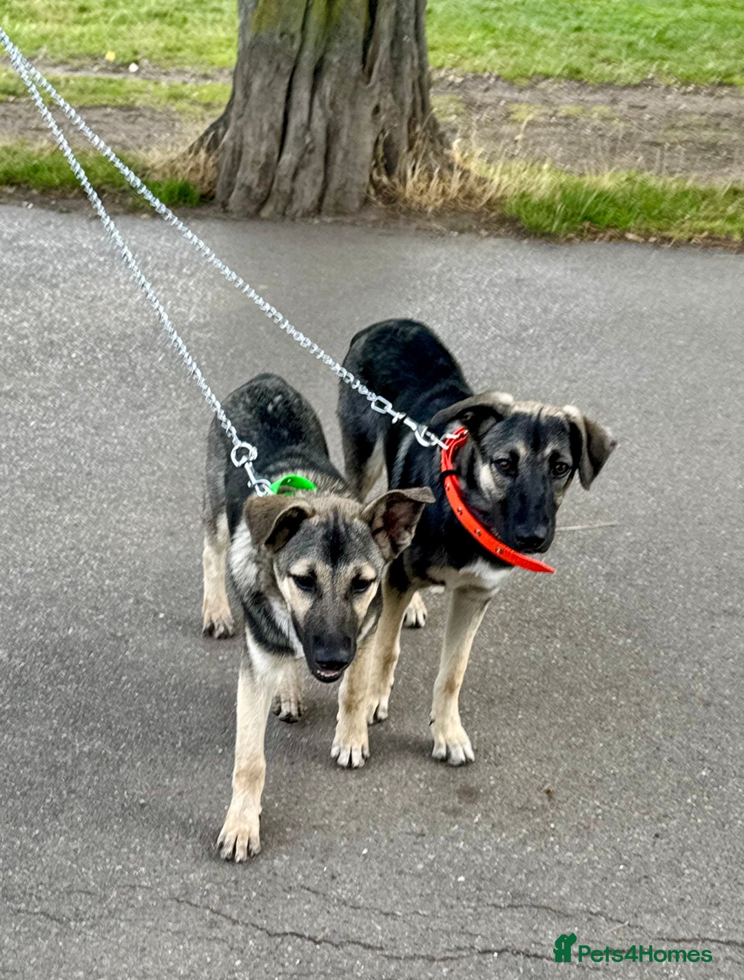 Mixed Breed dogs for sale: Belgian X Collie, 4 beautiful girls, 6 months old  - Image 4
