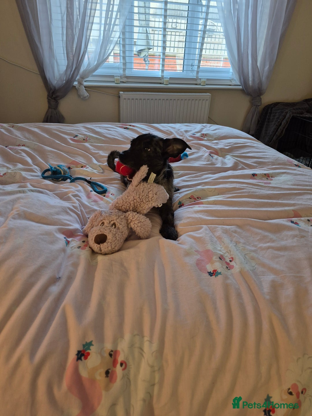 Mixed Breed dogs for sale: Chihuahua cross 5mths old - Advert 10