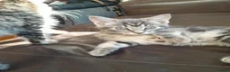 Mixed Breed cats for sale: 4 attractive Turkish Angora/Maine Coon kittens in Newquay - Advert 13