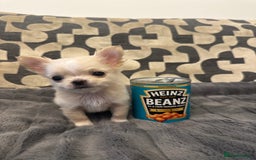 Chihuahua dogs for sale: KC Reg Champion Russian lines LONG COAT puppies - Image 7