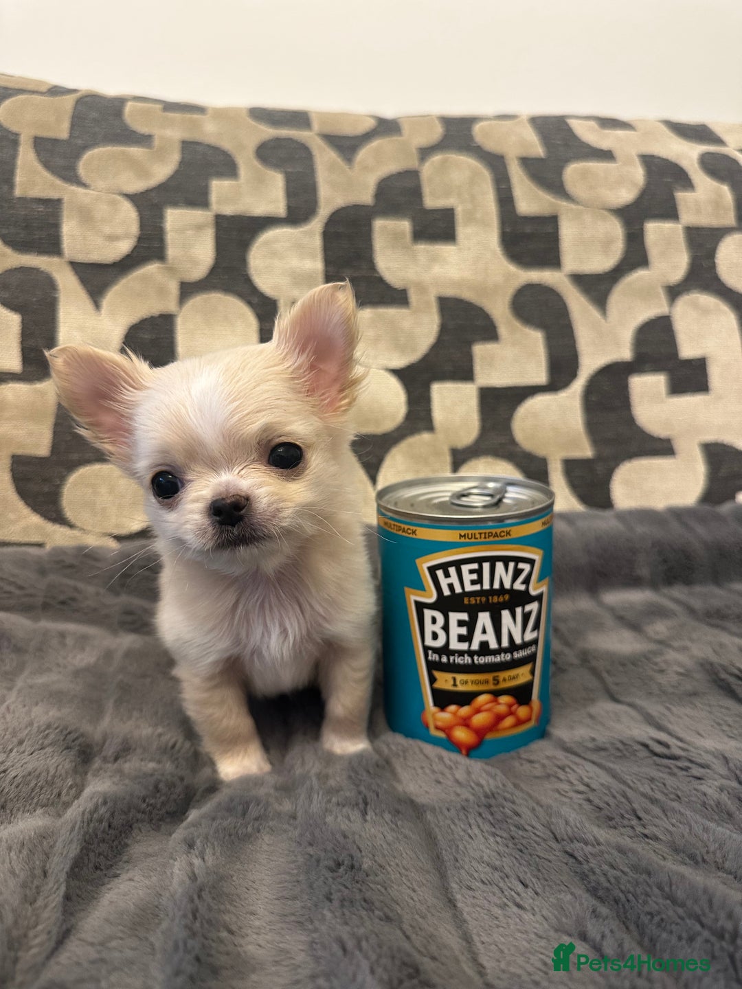 Chihuahua dogs for sale: KC Reg Champion Russian lines LONG COAT puppies - Image 7