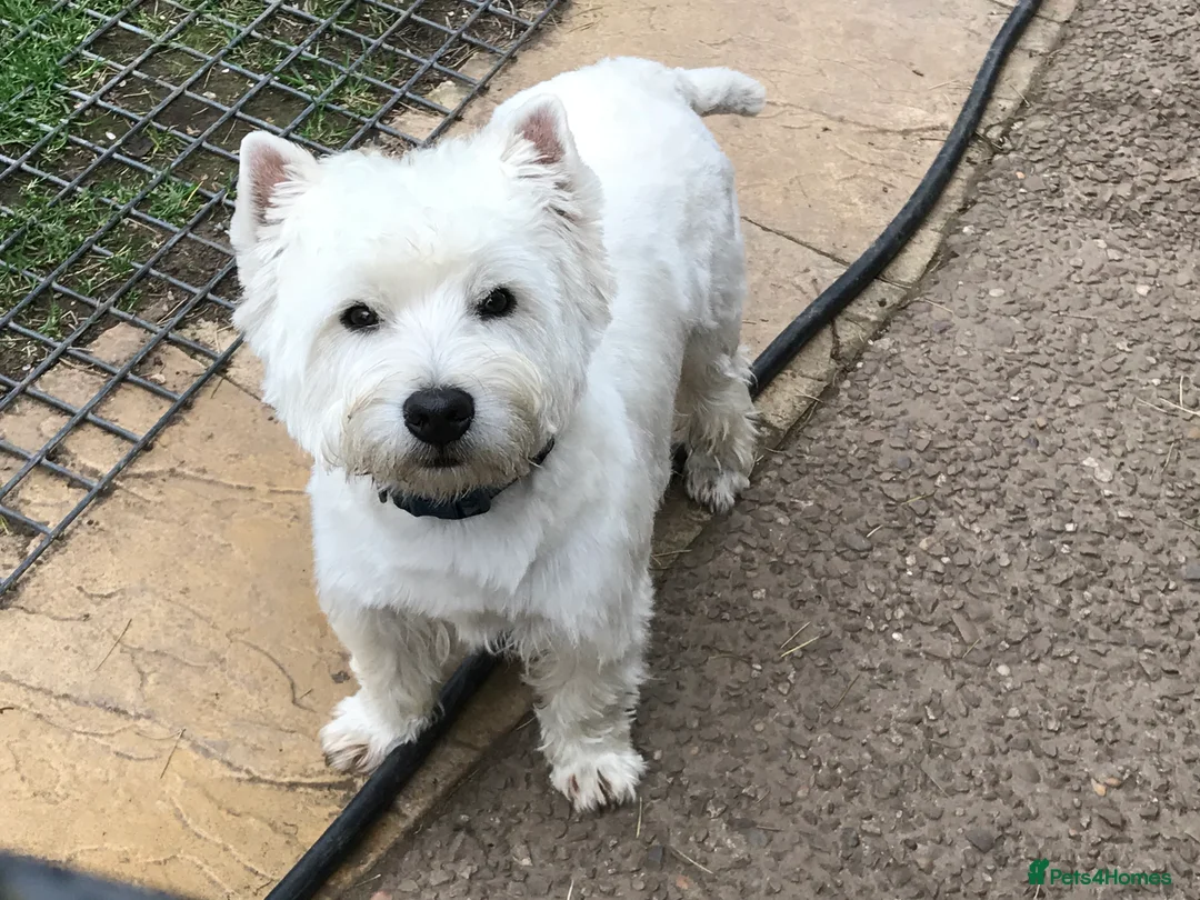 West Highland Terrier dogs for stud: Quality proven stud dogs in Doncaster - Advert 4