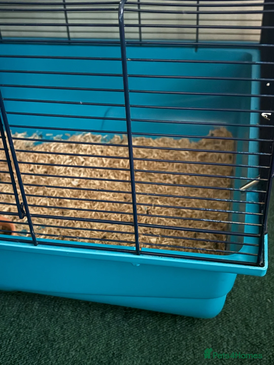 Gerbil rodents for sale: Gerbils in Salisbury - Advert 2