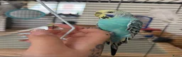 Budgerigars birds for sale: 4 beautiful budgies  in Warrington - Advert 2