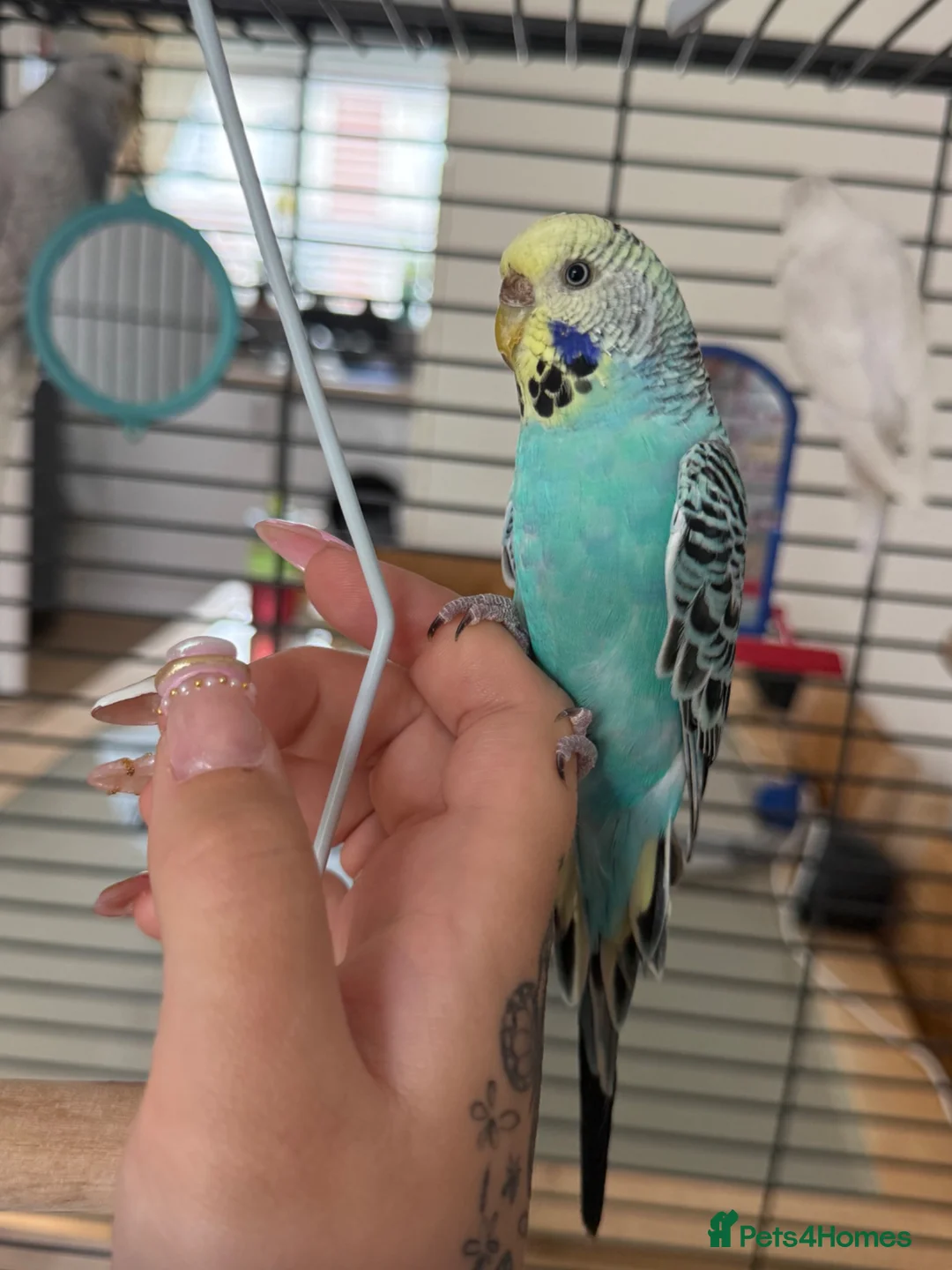 Budgerigars birds for sale: 4 beautiful budgies  in Warrington - Advert 2