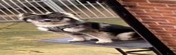 Huskita dogs for sale: 5 year old male Huskita. in Havant - Advert 2