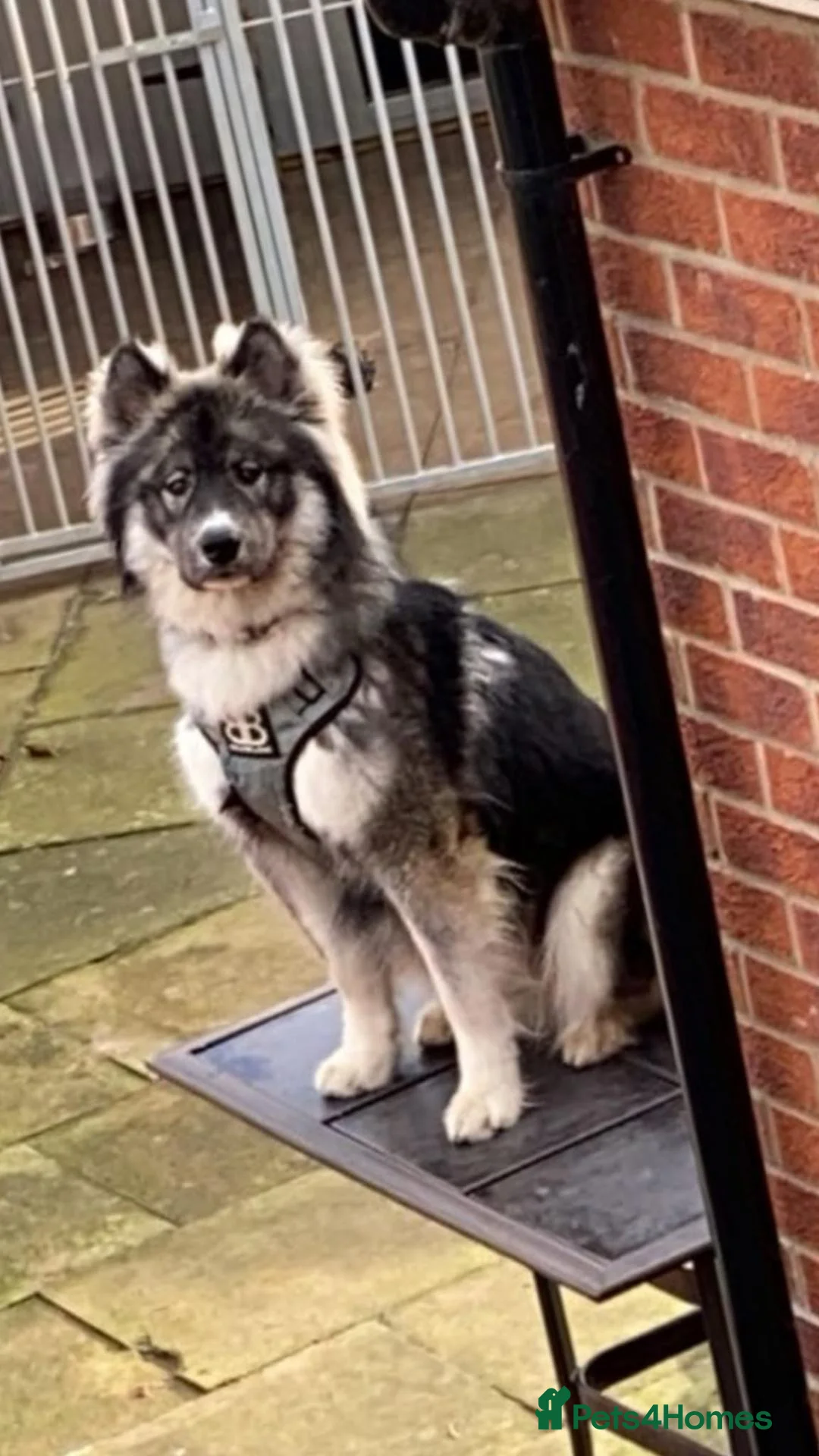 Huskita dogs for sale: 5 year old male Huskita. in Havant - Advert 2