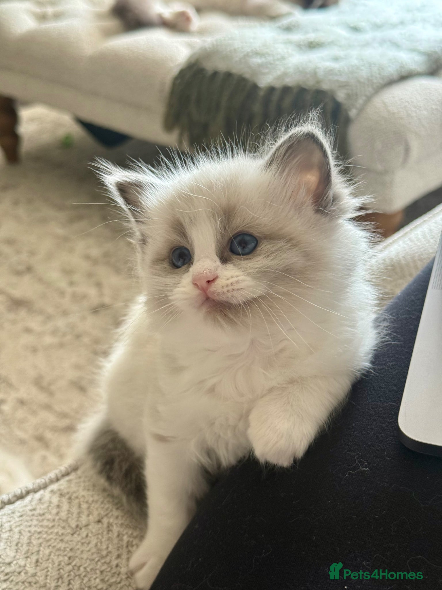 Ragdoll cats Pure bred European Ragdolls  - Advert 1