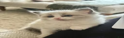 Ragdoll cats for sale: Pure bred European Ragdolls  - Advert 33