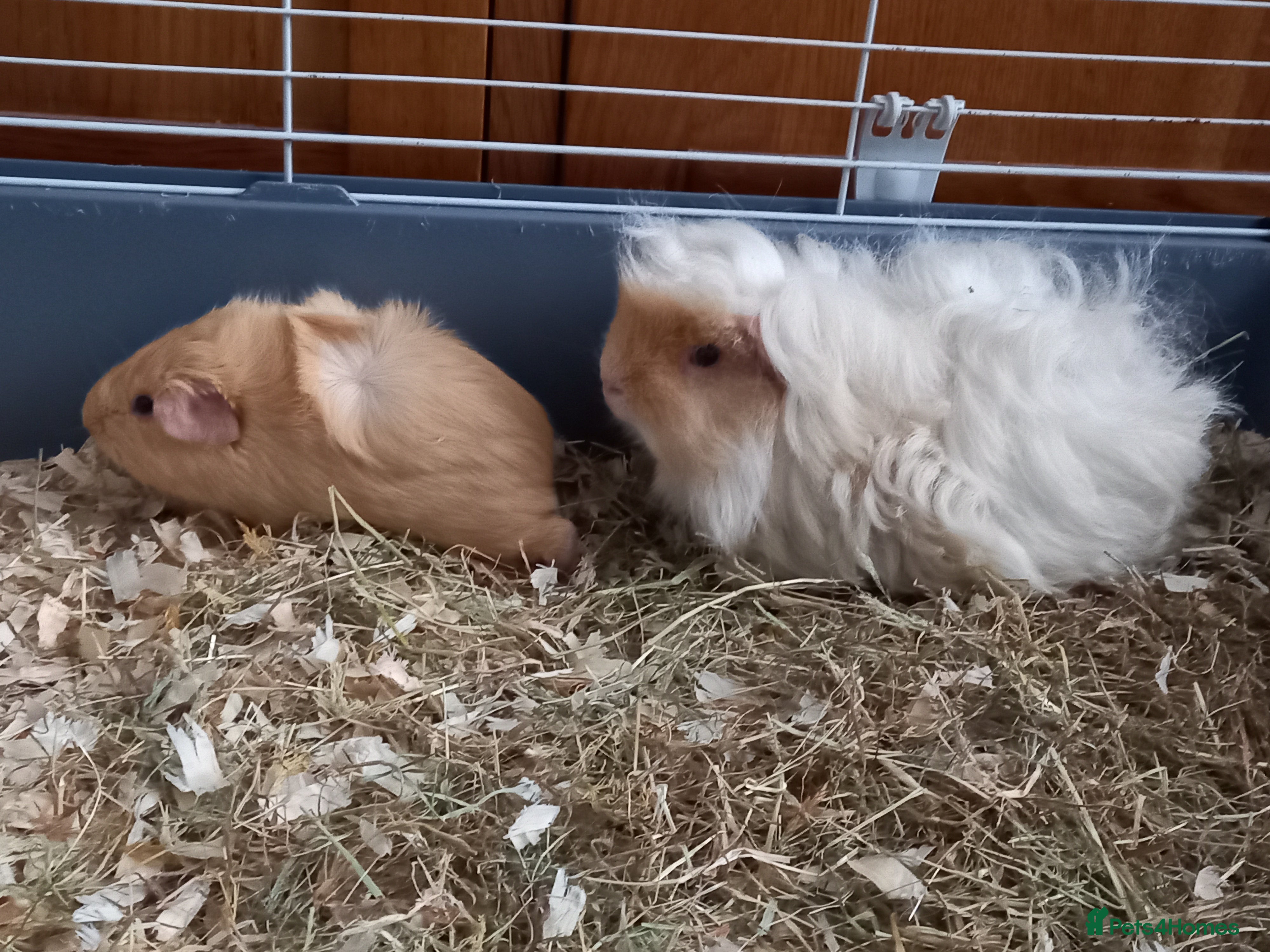 Guinea Pig rodents Male Guinea Pig pairs - Advert 17