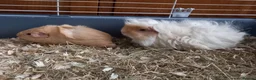 Guinea Pig rodents for sale: Male Guinea Pig pairs - Advert 7