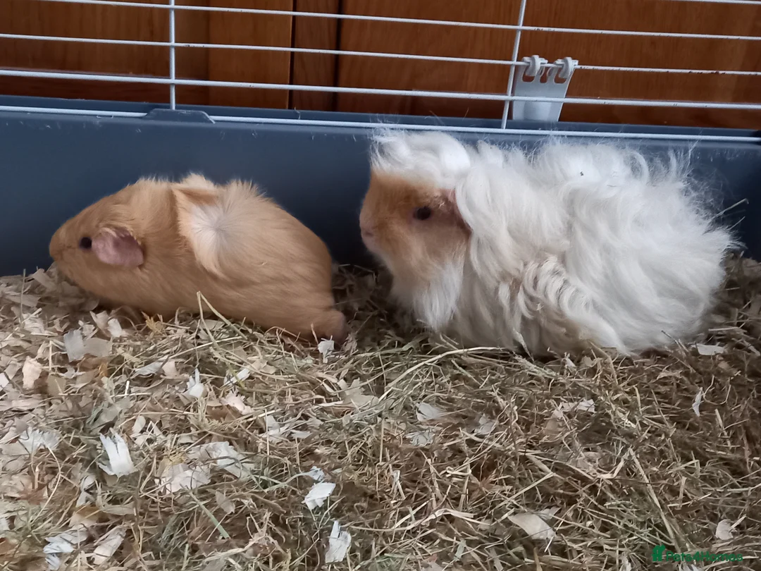 Guinea Pig rodents for sale: Male Guinea Pig pairs - Advert 1