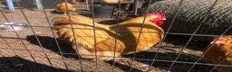 Chickens poultry for sale: Orpington Pullets and Cockerels Various Ages  - Advert 10