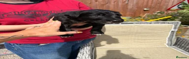 Lurcher 1