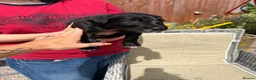 Lurcher dogs for sale: Fabulous lurcher pups  - Advert 12