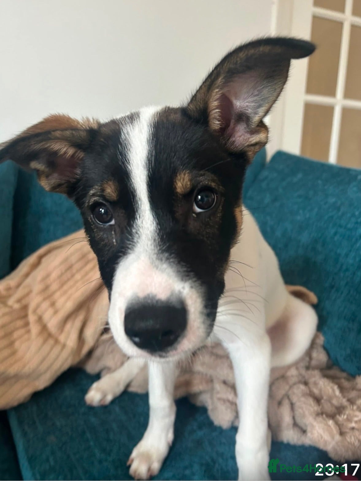 Mixed Breed dogs Husky/staffy pup 15 weeks  - Advert 7