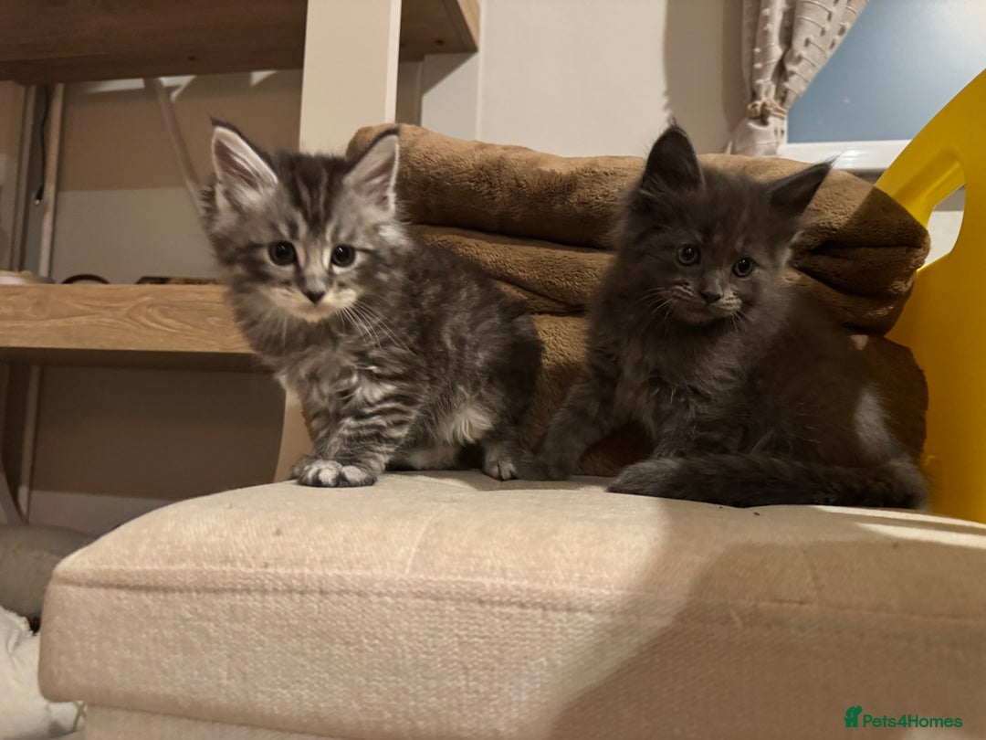 Ragcoon cats for sale: 6 beautiful boy Mainecoon x ragdoll kittens  - Advert 8