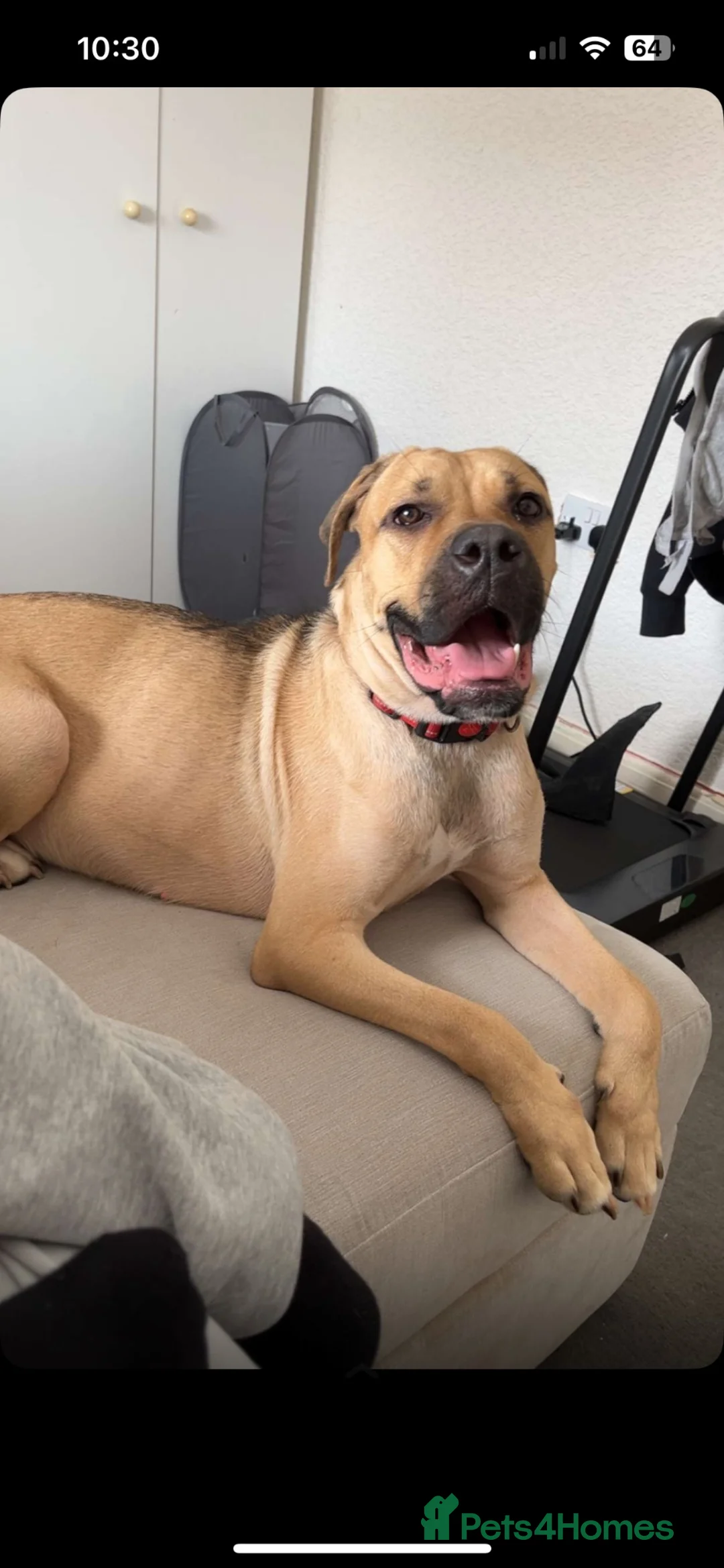 Mixed Breed dogs for sale: Cane Corso for rehoming - Advert 2