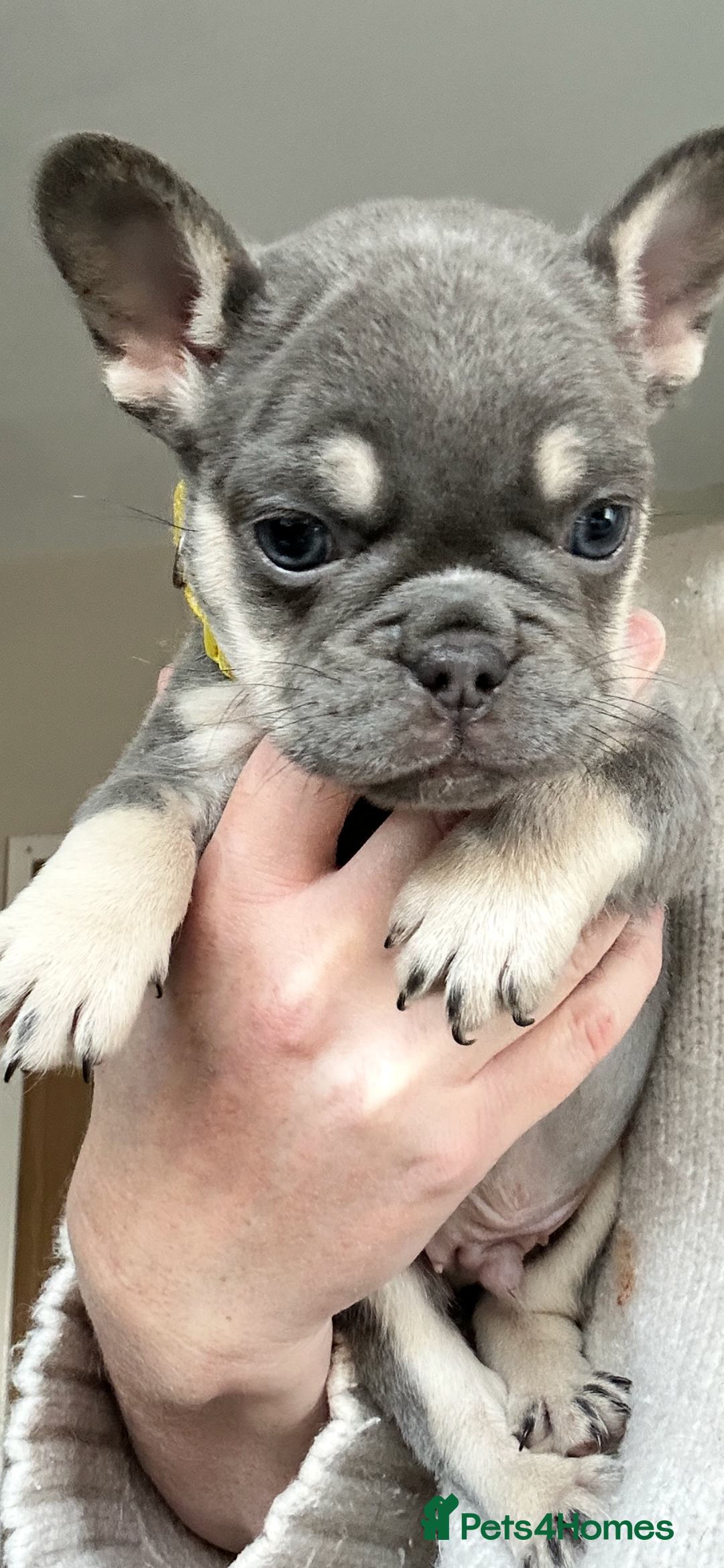 French Bulldog dogs for sale: French bulldog (fluffy) - Image 12
