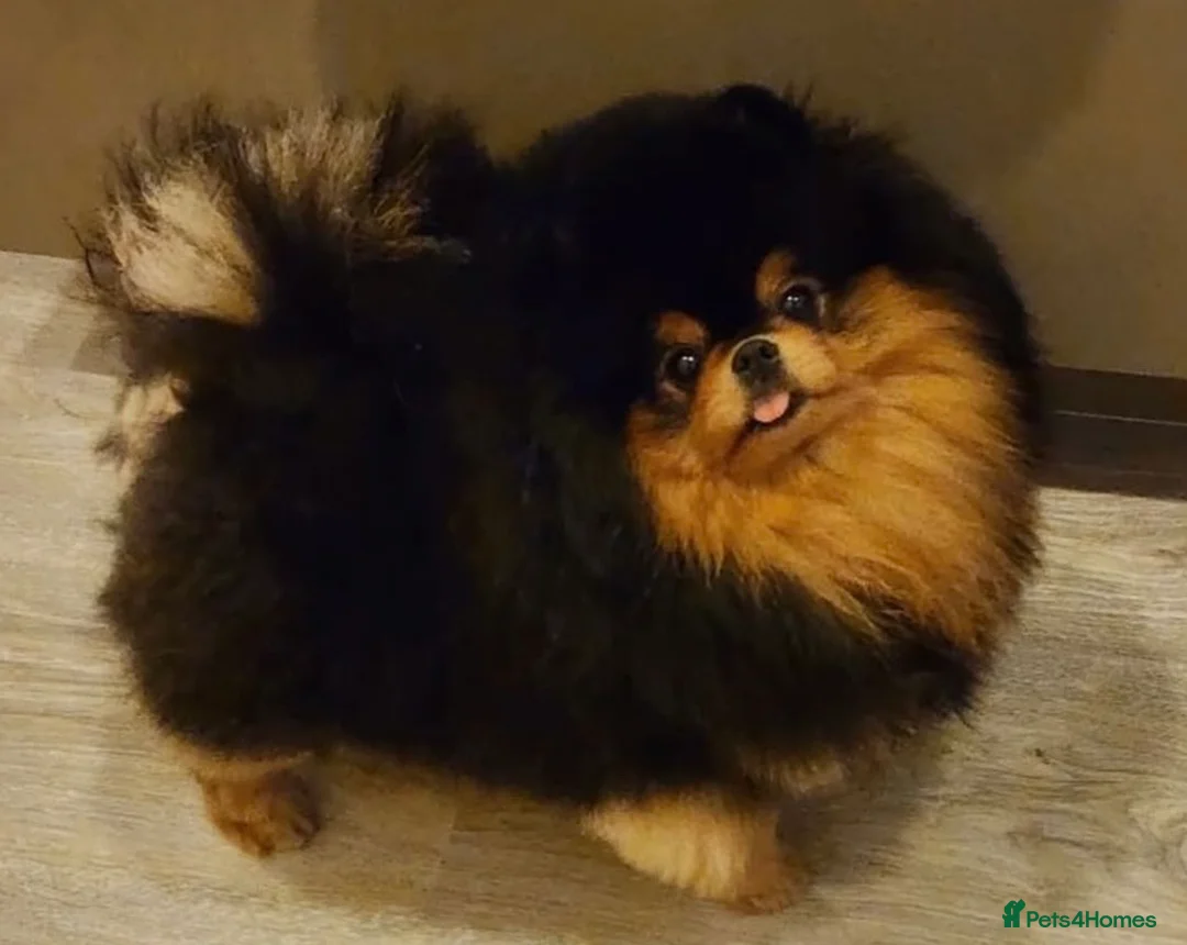Pomeranian dogs for sale: KC Russian/Taiwan Pomeranian puppies - Advert 2