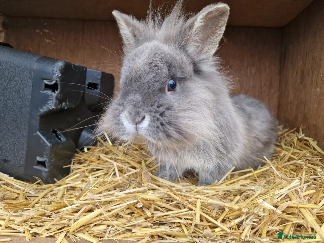 Mixed Breed rabbits for sale: Handsome cute young dwarf lionhead boy available - Advert 6