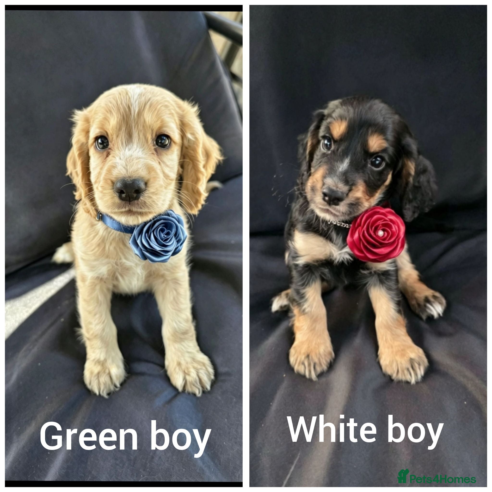 Cocker Spaniel dogs KC Reg health tested working cocker spaniels - Advert 1