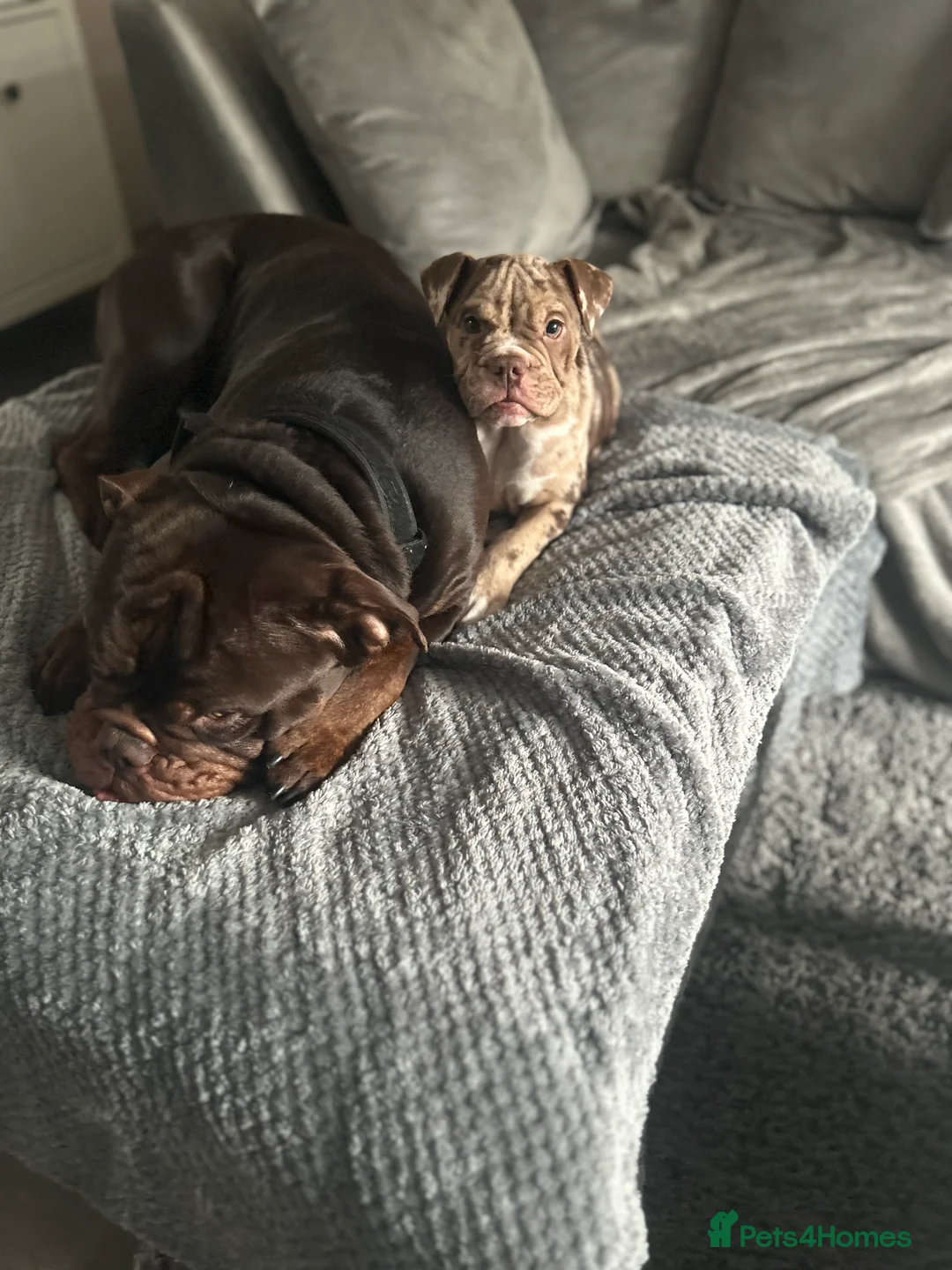 Olde English Bulldogge dogs for stud: 💥olde English bulldogge stud💥 in Rotherham - Advert 11