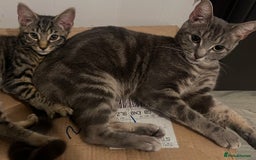 Mixed Breed cats for sale: Adorable Black🐈‍⬛ and Tabby🐈kittens😍 both £200 in Waltham Cross - Image 3