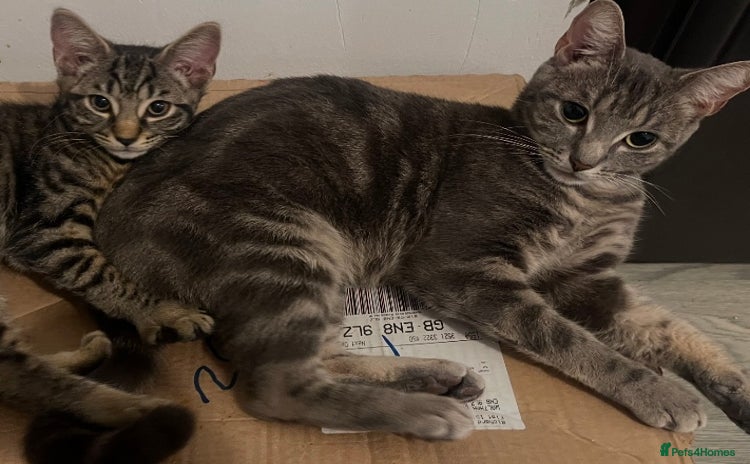Mixed Breed cats in Waltham Cross - Advert 6