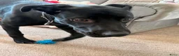 Cane Corso dogs for sale: Cane corso  in Swansea - Advert 3