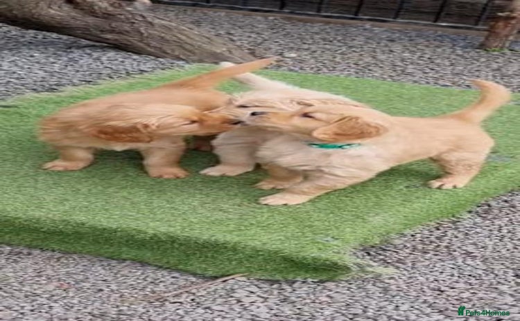 Golden Retriever dogs - Advert 6
