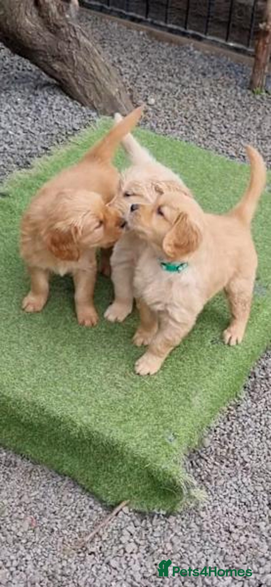 Golden Retriever dogs for sale: Adorable golden retriever puppy for sale. - Image 1