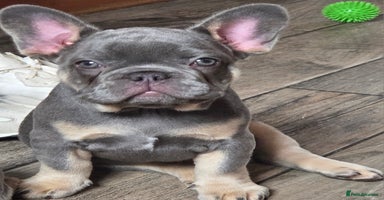French Bulldog dogs - Advert 2
