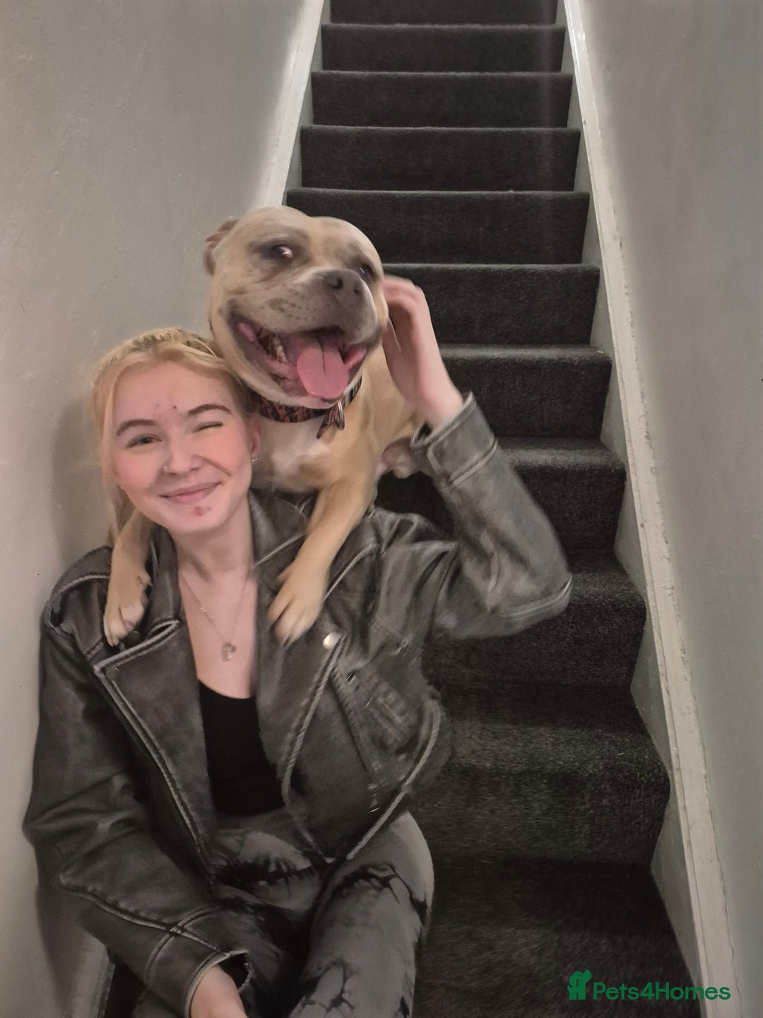 American Bully dogs for stud: BRONSON pocket bullie - Image 2