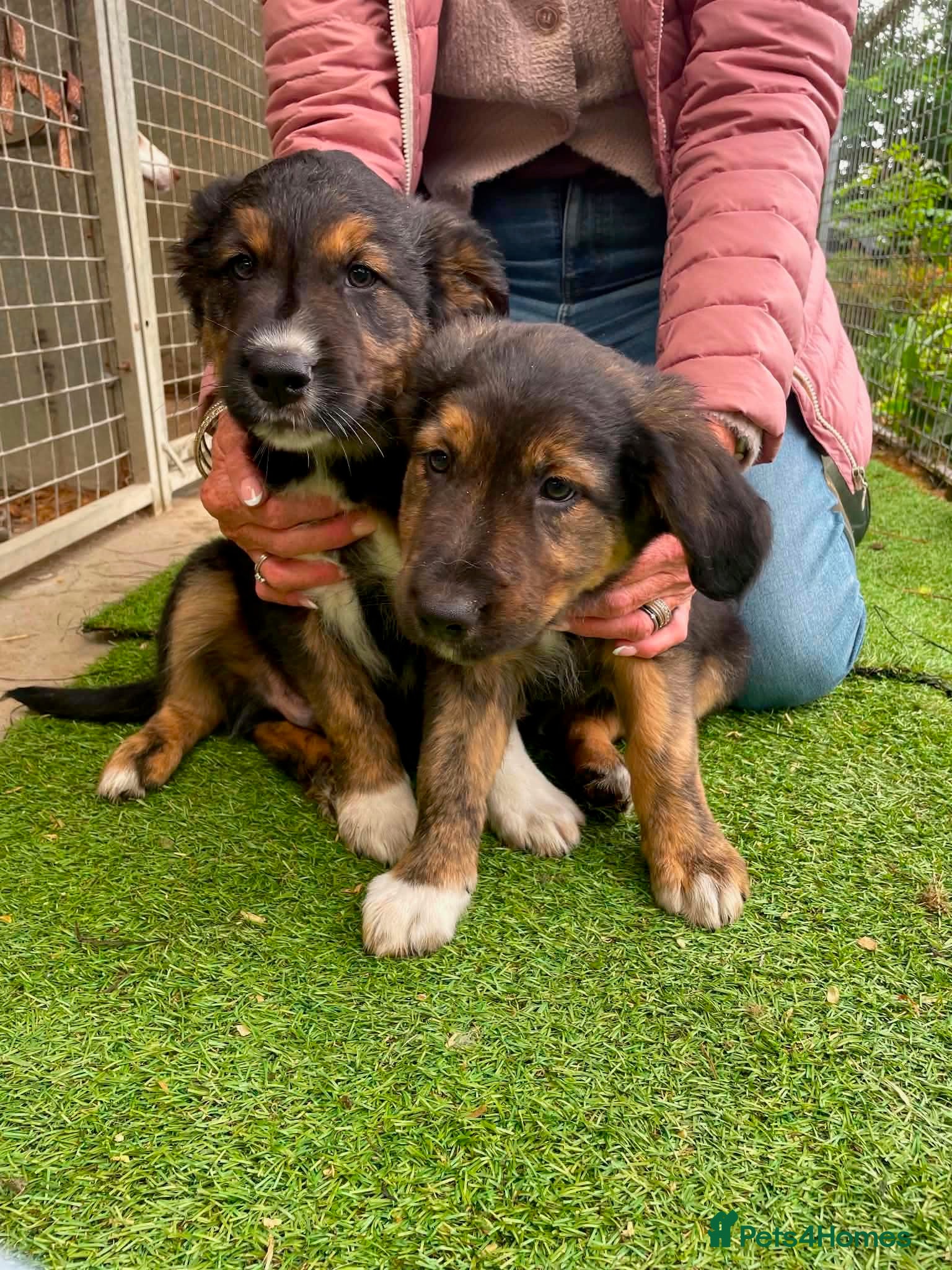 Mixed Breed dogs Golden Retriever cross Collie  - Advert 3