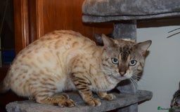 Bengal cats for sale: BEAUTIFUL HALF BENGAL KITTENS - Image 21