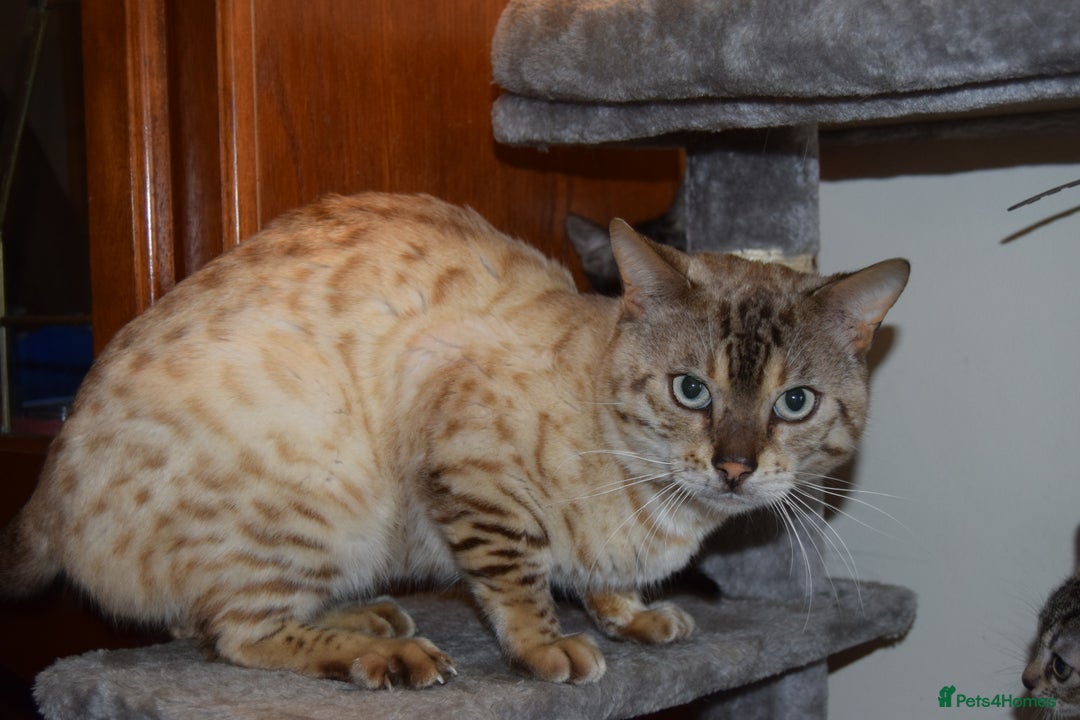 Bengal cats for sale: BEAUTIFUL HALF BENGAL KITTENS - Image 21